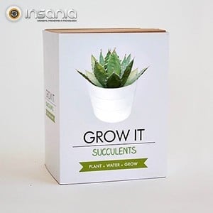 Grow It: Suculentas