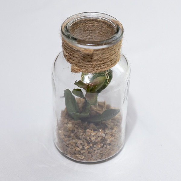 Decorative Cato in Glass Jar
