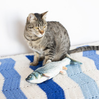 Interactive Cat Fish