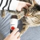 Lima de Uñas para Mascotas